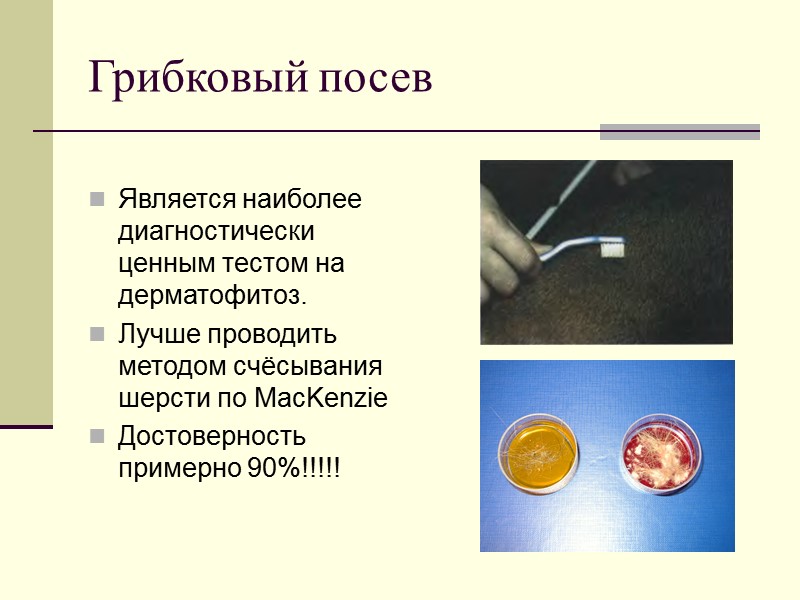 Грибковый посев  Является наиболее диагностически ценным тестом на дерматофитоз. Лучше проводить методом счёсывания